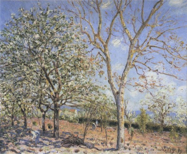 Plum and Walnut Trees in Spring