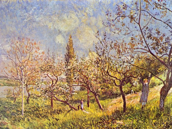 Orchard In Spring